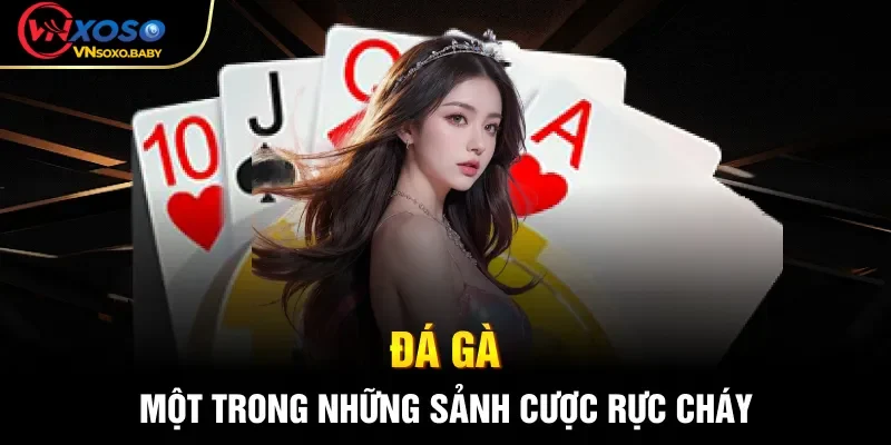 Đá gà - Một trong những sảnh cược rực cháy
