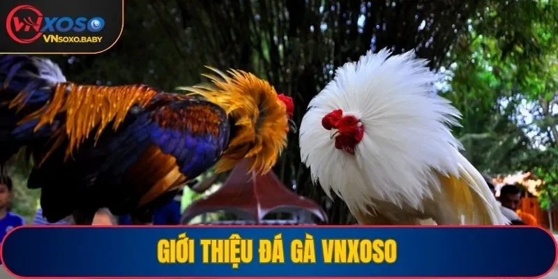 Giới thiệu sảnh đá gà VNSOXO