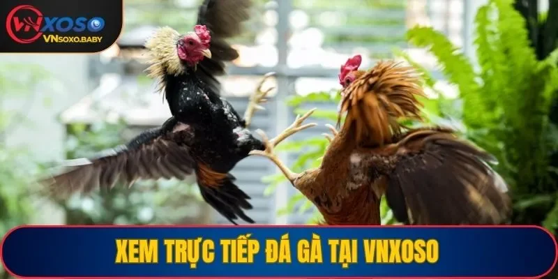Xem chọi gà trực tiếp tại nền tảng với đường link chất lượng