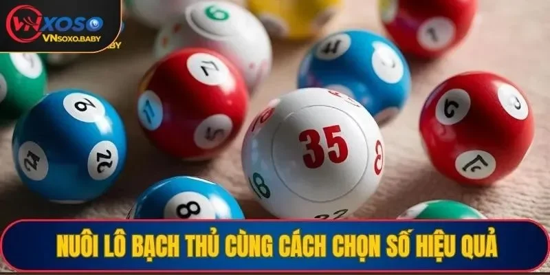 Nuôi lô bạch thủ cùng cách chọn số hiệu quả