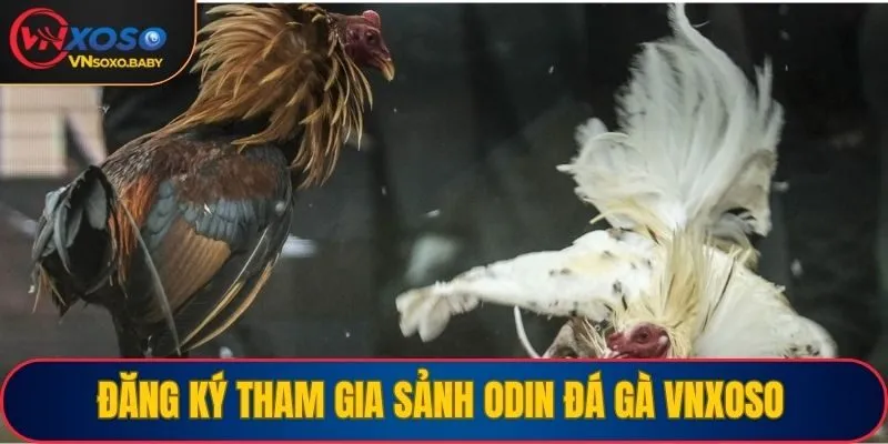 Đăng ký tham gia sảnh Odin đá gà VNSOXO