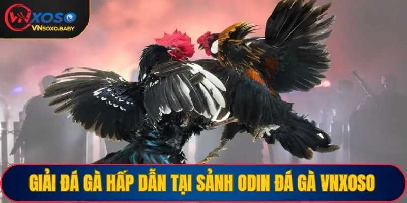 Giải đá gà hấp dẫn tại sảnh Odin đá gà VNSOXO