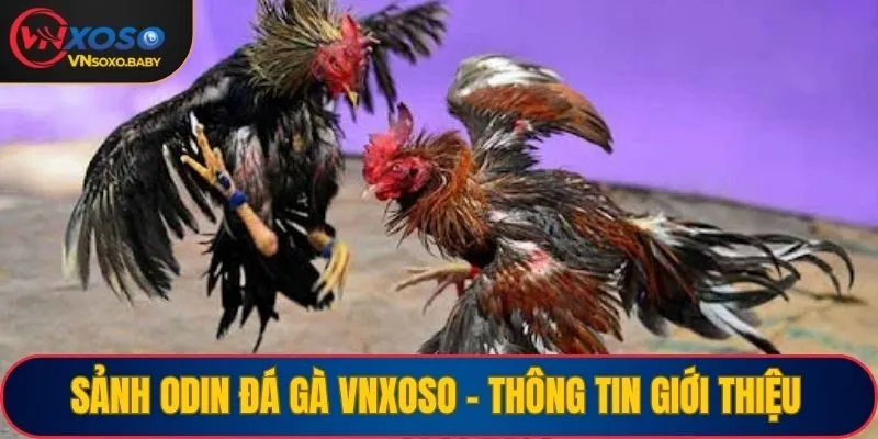 Sảnh Odin đá gà VNSOXO - Thông tin giới thiệu
