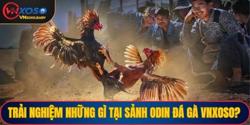 Trải nghiệm những gì tại sảnh Odin đá gà VNSOXO?