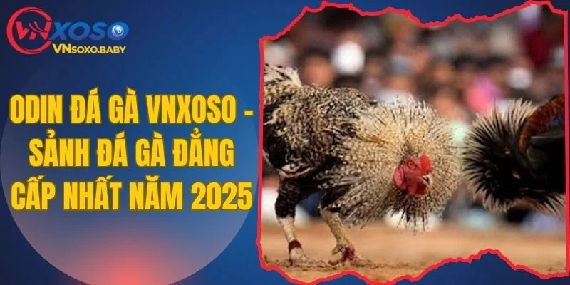 Odin đá gà VNSOXO