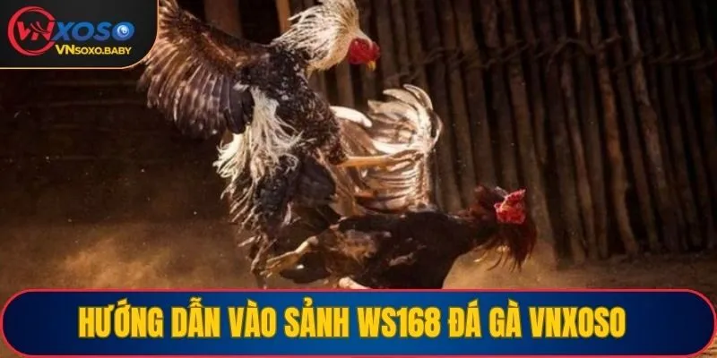 Hướng dẫn vào sảnh WS168 đá gà VNSOXO