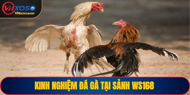 Kinh nghiệm đá gà tại sảnh WS168