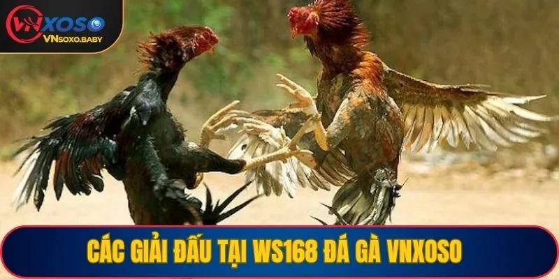 Các giải đấu tại WS168 đá gà VNSOXO