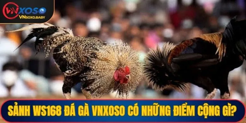 Sảnh WS168 đá gà VNSOXO có những điểm cộng gì?