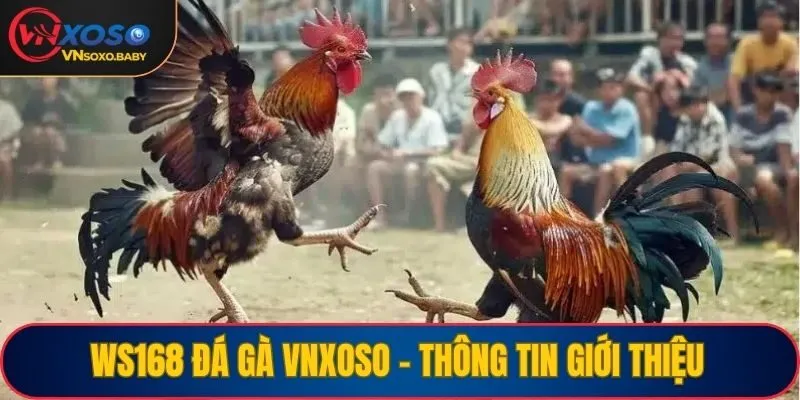 WS168 đá gà VNSOXO - Thông tin giới thiệu